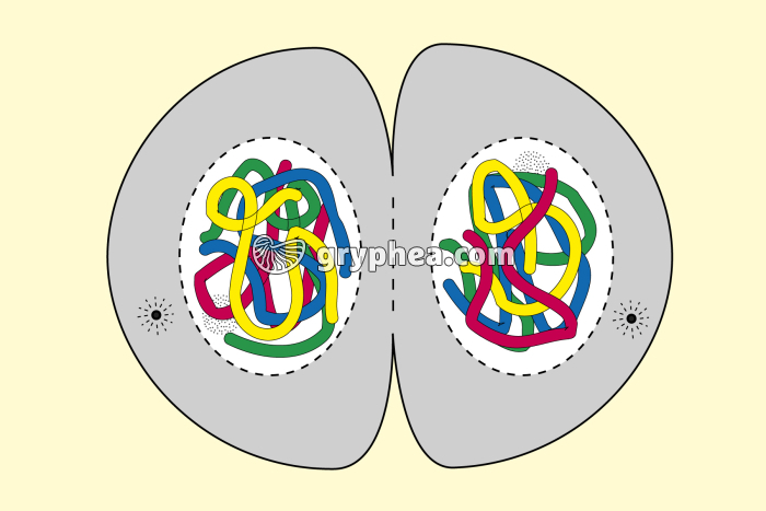 Mitose animale - Télophase (fin) - infographie - gryphea.com